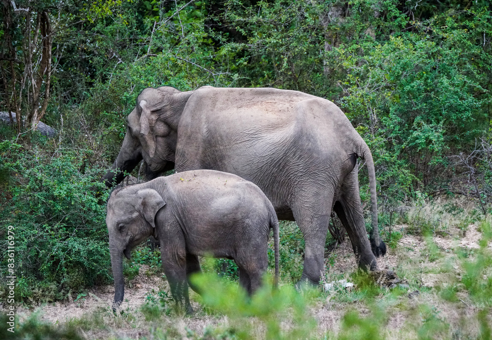 Fototapeta premium Sri Lankan Elephant
