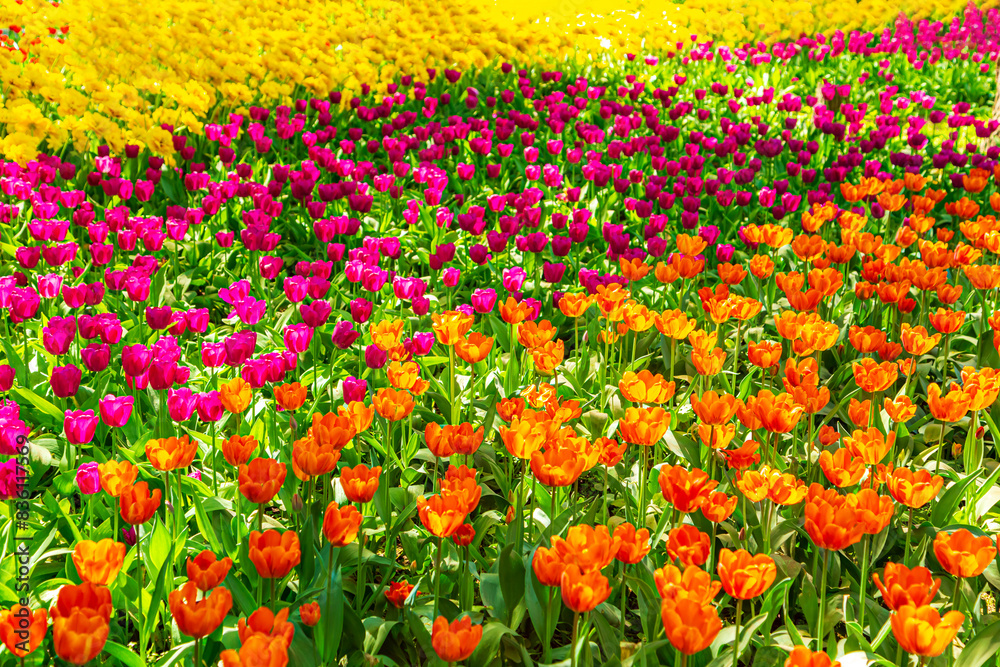 Orange, yellow and purple tulips blooming in the park. Orange, yellow and purple tulips blooming in the park.