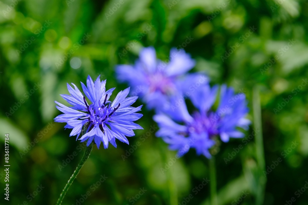 Close up of group of purple flowers of Centaurea cyanus, commonly known as cornflower or bachelor's button on green field. Ti is medicinal, ornamental and honey plant. Close up of group of purple flowers of Centaurea cyanus, commonly known as cornflower or bachelor's button on green field. Ti is medicinal, ornamental and honey plant.