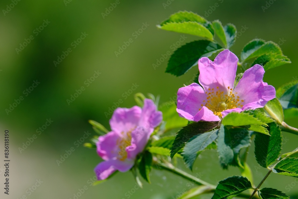 Close up of pink Rosa canina on green background of meadow Close up of pink Rosa canina on green background of meadow