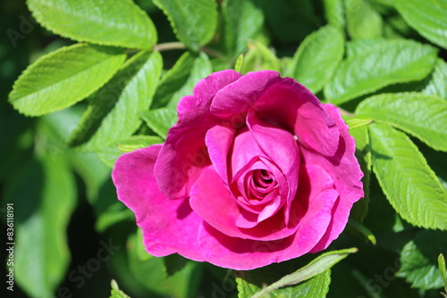 Sweden. Rosa rugosa (rugosa rose, beach rose, Japanese rose, Ramanas rose, or letchberry) is a species of rose native to eastern Asia, in northeastern China, Japan, Korea and southeastern Siberia. photo