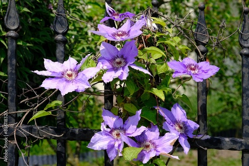 Two beautiful pink flowers of clematis by metal fence of garden photo