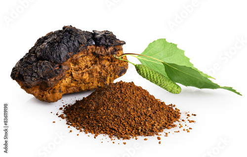 Chaga mushroom pieces with birch leaves isolated on white background.