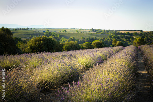 Lavender Fields of Provence photo