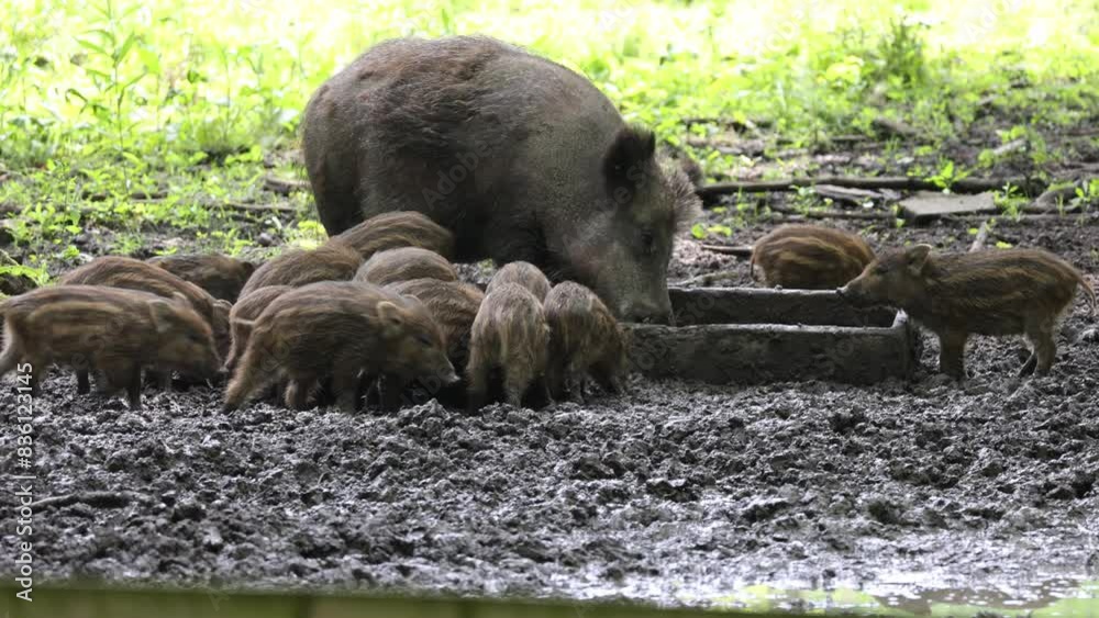 Wild boars in the forest, streams with young animals, wild boars Wild boars in the forest, streams with young animals, wild boars