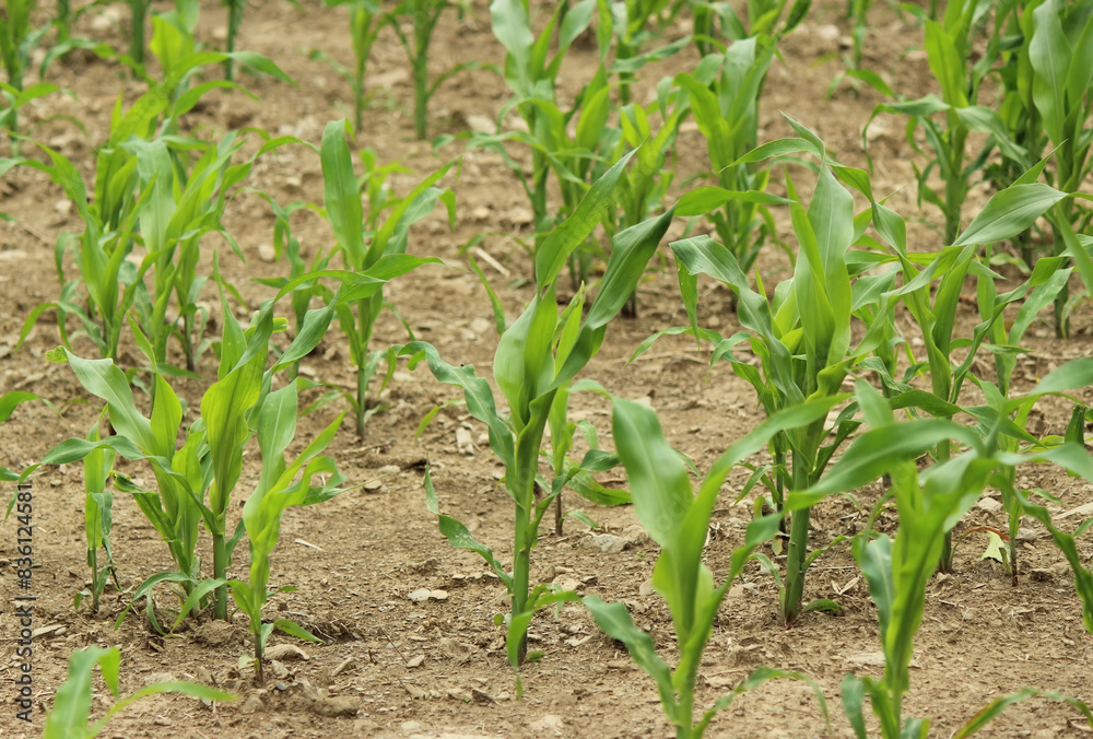 Corn field in the morning Corn field in the morning