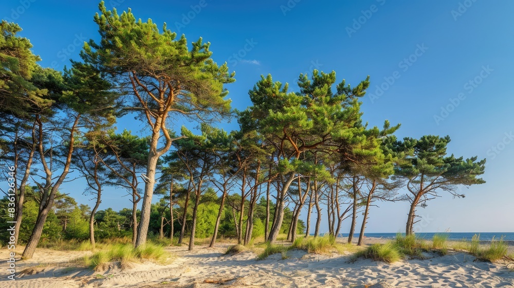 Pine trees on sandy beach under clear blue sky Pine trees on sandy beach under clear blue sky