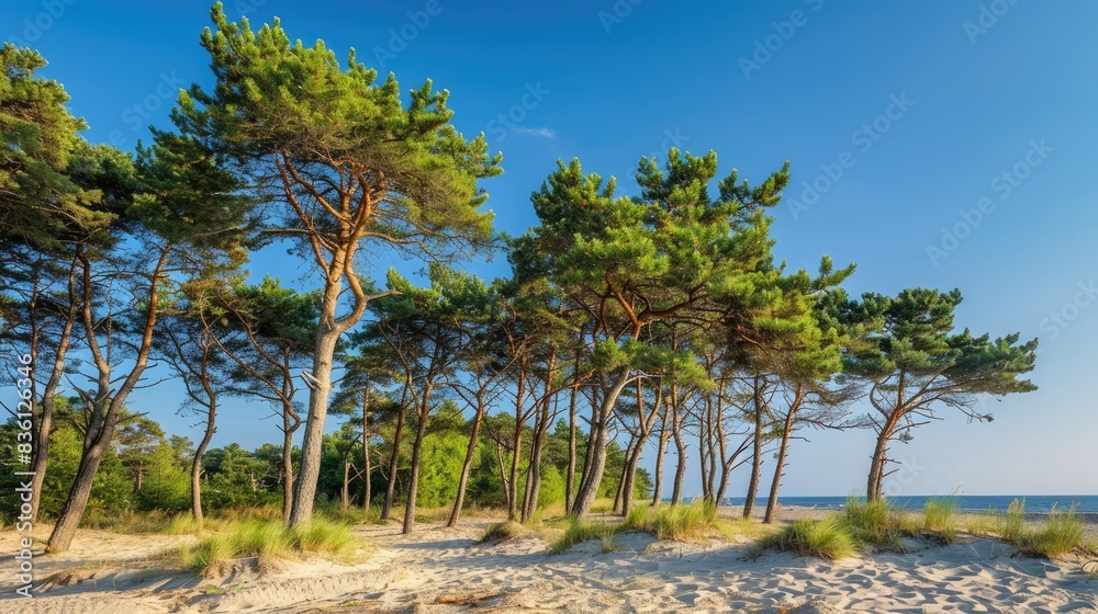 Pine trees on sandy beach under clear blue sky