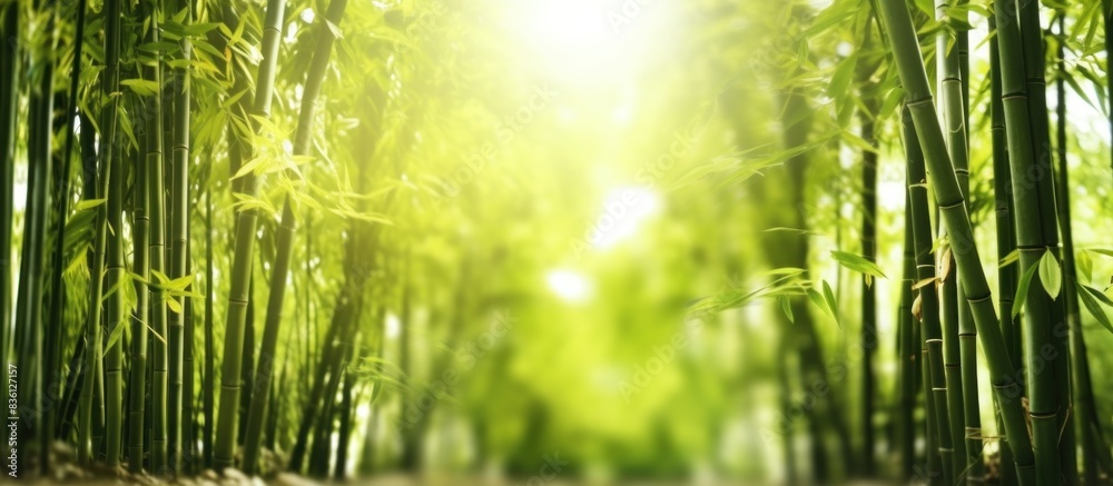 blurred bamboo forest background blurred bamboo forest background