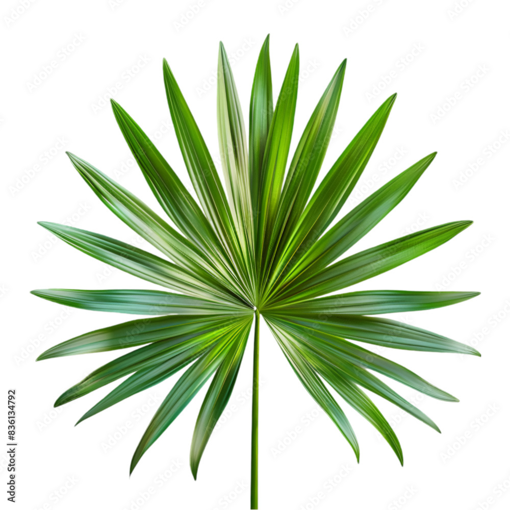 Realistic Dark Green Palm Leaf with Transparent Background and Upward-Pointing Fronds in Tropical Mood Realistic Dark Green Palm Leaf with Transparent Background and Upward-Pointing Fronds in Tropical Mood