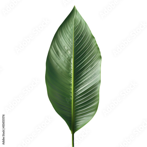 Wallpaper Mural Photograph of a Striking Deep Green Bird of Paradise Leaf on a Black Background Torontodigital.ca