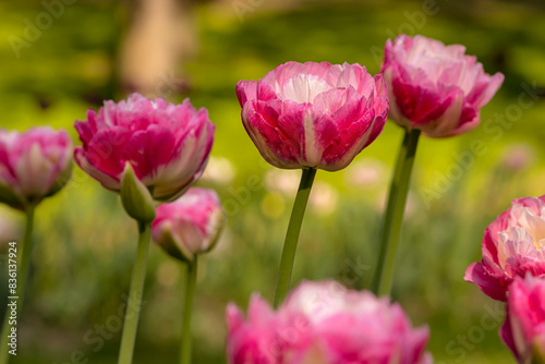 Pink tulips