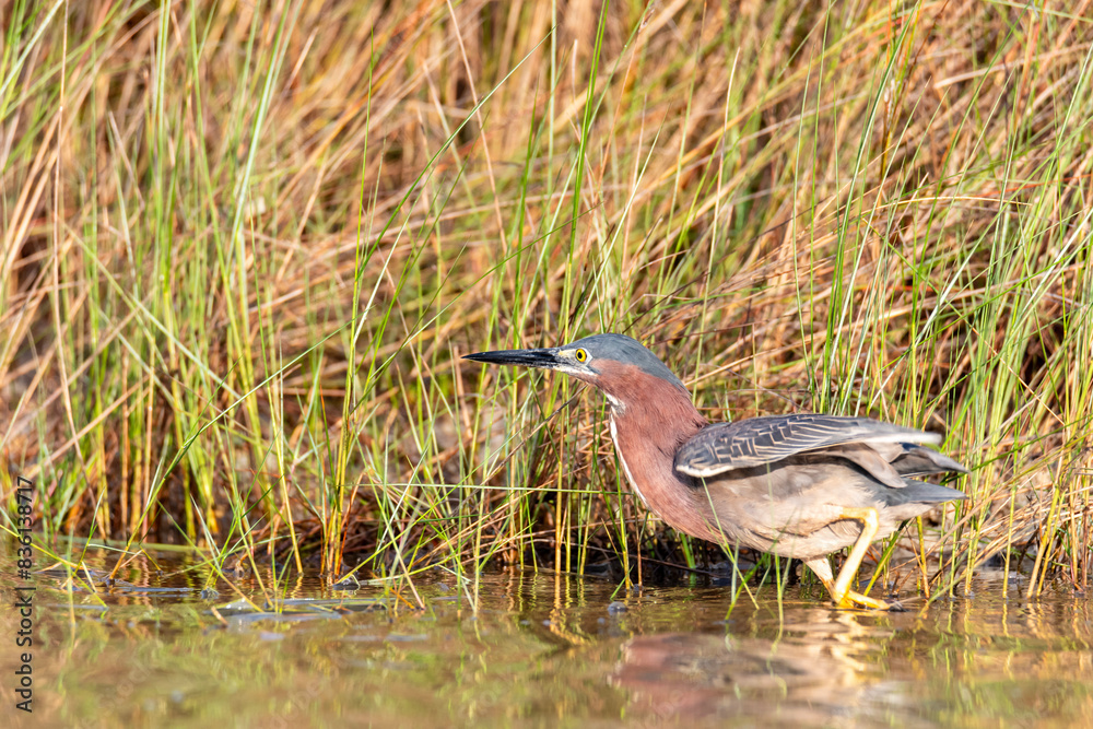 Green heron Green heron