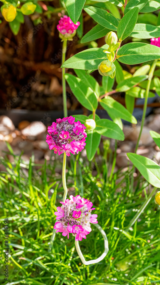 Obraz premium A vibrant close-up photograph capturing the intricate details of flowers from my garden.