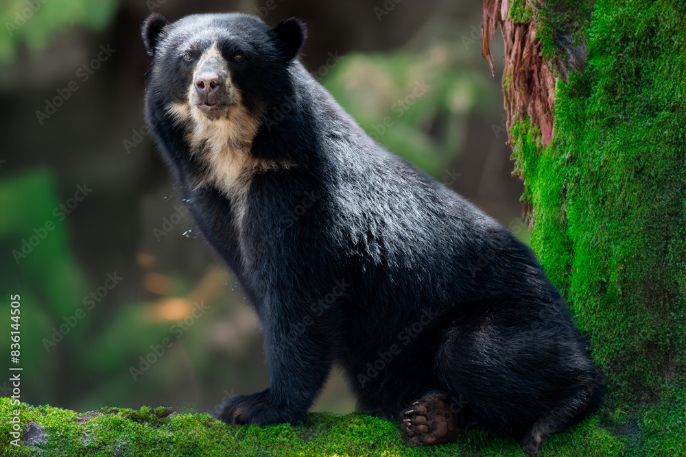 Spectacled bear (Tremarctos ornatus) sitting on wooden dais in selective focus Spectacled bear (Tremarctos ornatus) sitting on wooden dais in selective focus