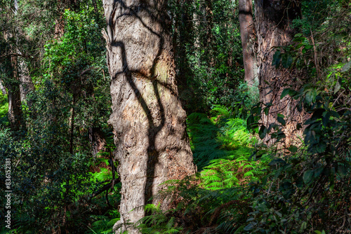 Korowal/Mt Solitary traverse in Blue Mountains National Park