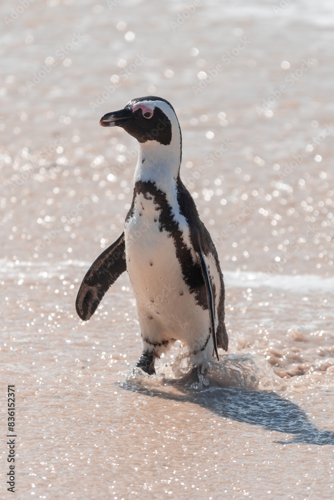 Naklejka premium An African penguin, Spheniscus Demersus, at Boulders Beach in South Africa