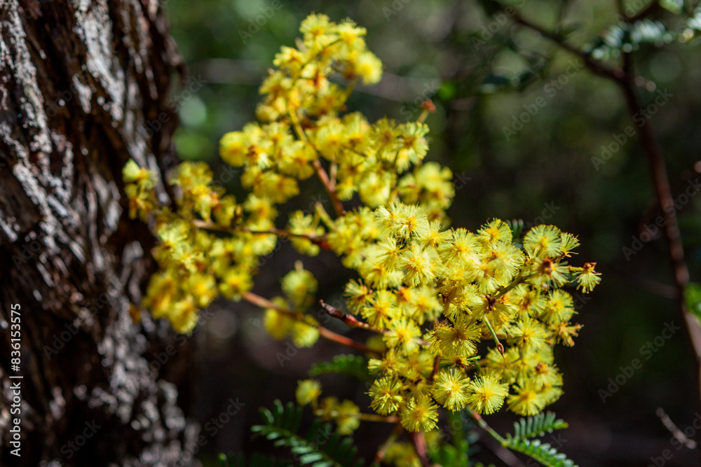 Cedar Wattle, Elata Wattle, Mountain Hickory Or Peppermint-Tree Wattle (Acacia terminalis) Cedar Wattle, Elata Wattle, Mountain Hickory Or Peppermint-Tree Wattle (Acacia terminalis)