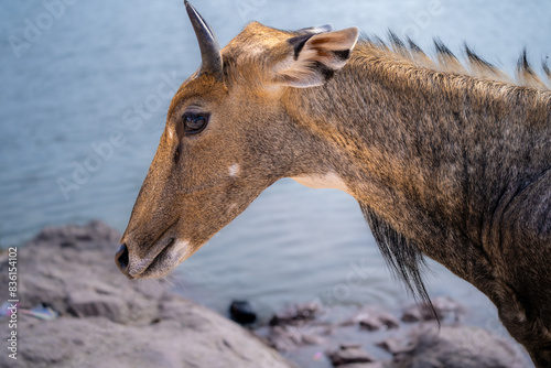Famous Neelgai blue bull antelope found in Rajasthan a common sight across the cities of jaipur jodhpur and delhi photo