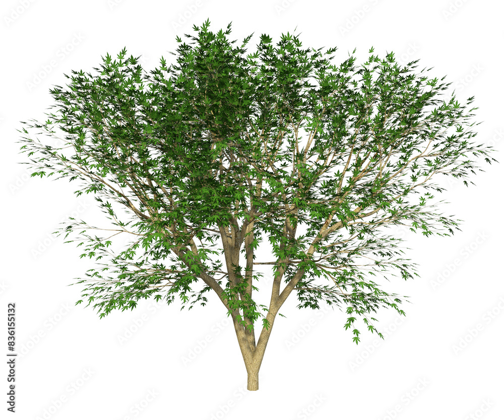 Siepe , barriera di foglie e rami, Albero con e senza foglie arancioni, verdi, gialle, rosse fondo trasparente e isolato Siepe , barriera di foglie e rami, Albero con e senza foglie arancioni, verdi, gialle, rosse fondo trasparente e isolato