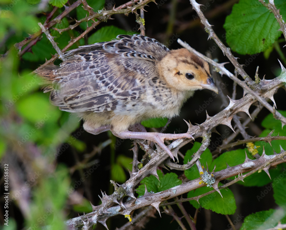 Fototapeta premium Pheasant chick, on a bramble branch.