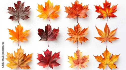 Autumn Maple Leaves Collection on White Background