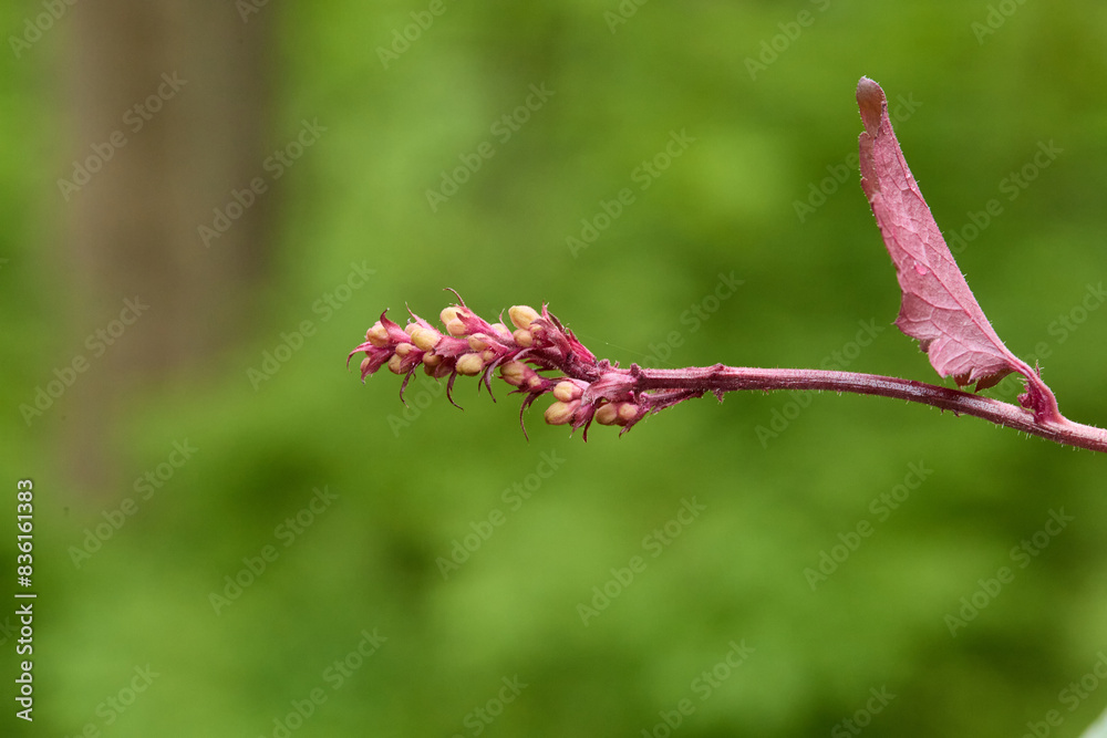 Coral bell flowers. Fresh prink blossoms on a thin stalk. Coral bell flowers. Fresh prink blossoms on a thin stalk.