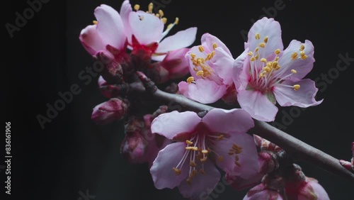 Time lapse. Close up. A branch with pink almond flowers blooms against a dark background and yellow stamens move. Spring greeting footage