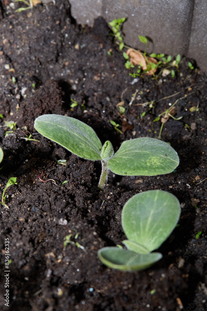 Cotyledon leaves of early butternut squash seedlings. Cotyledon leaves of early butternut squash seedlings.