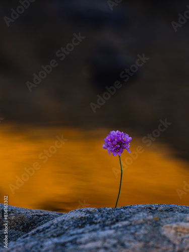 Single Purple Flower Blooming on a Rock Near a Golden Stream