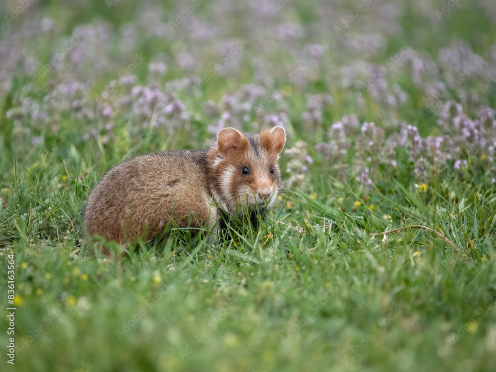 European hamster, Cricetus cricetus European hamster, Cricetus cricetus