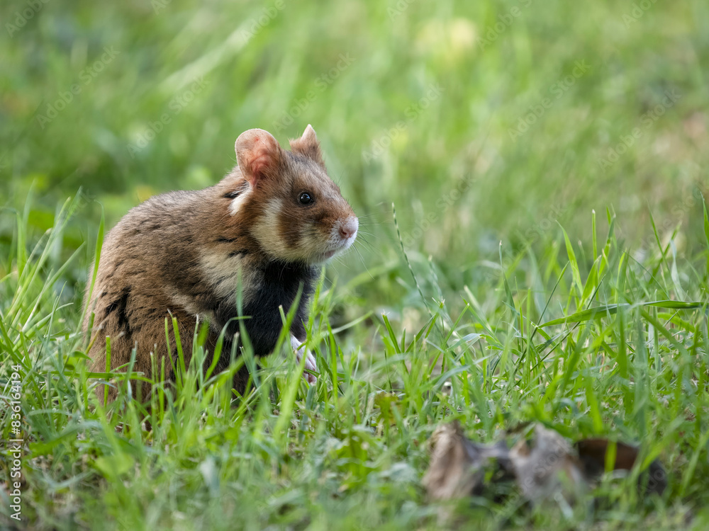 European hamster, Cricetus cricetus European hamster, Cricetus cricetus