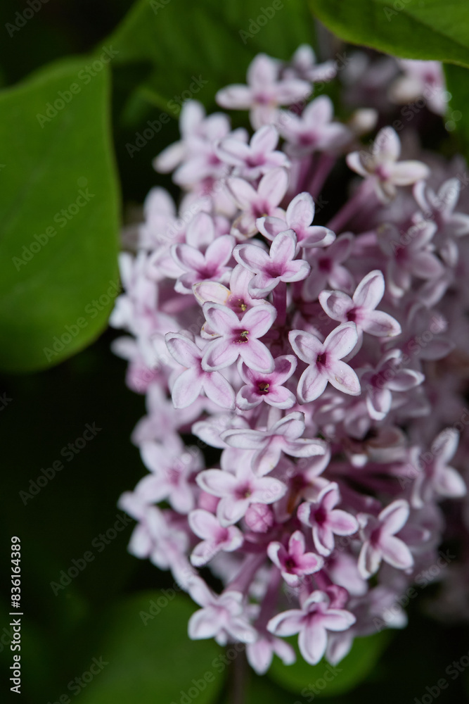 Lilac flower blossom. Blooming plant. Lilac flower blossom. Blooming plant.