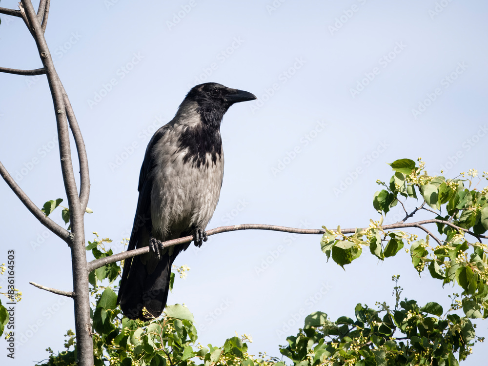 Hooded crow, Corvus cornix Hooded crow, Corvus cornix