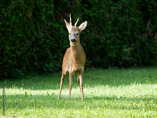 Roe deer  Capreolus capreolus