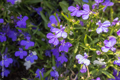 blue lobelia plant close up blooms in the garden in summer