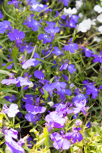 blue lobelia plant close up blooms in the garden in summer