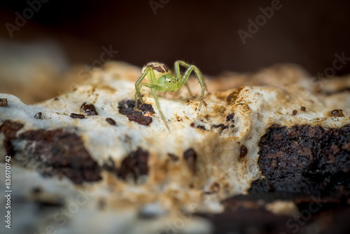 Close-up of a green crab spider (Diaea dorsata), Belgium photo
