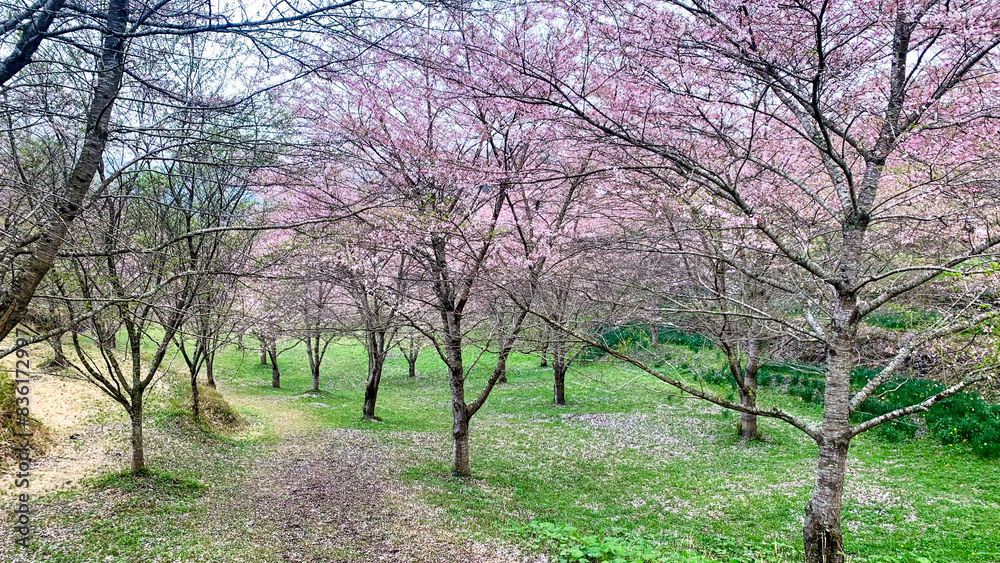 Fototapeta premium しだれ桜の里 大分県 竹田市