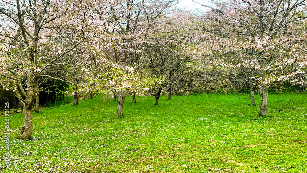 Fototapeta premium しだれ桜の里 大分県 竹田市