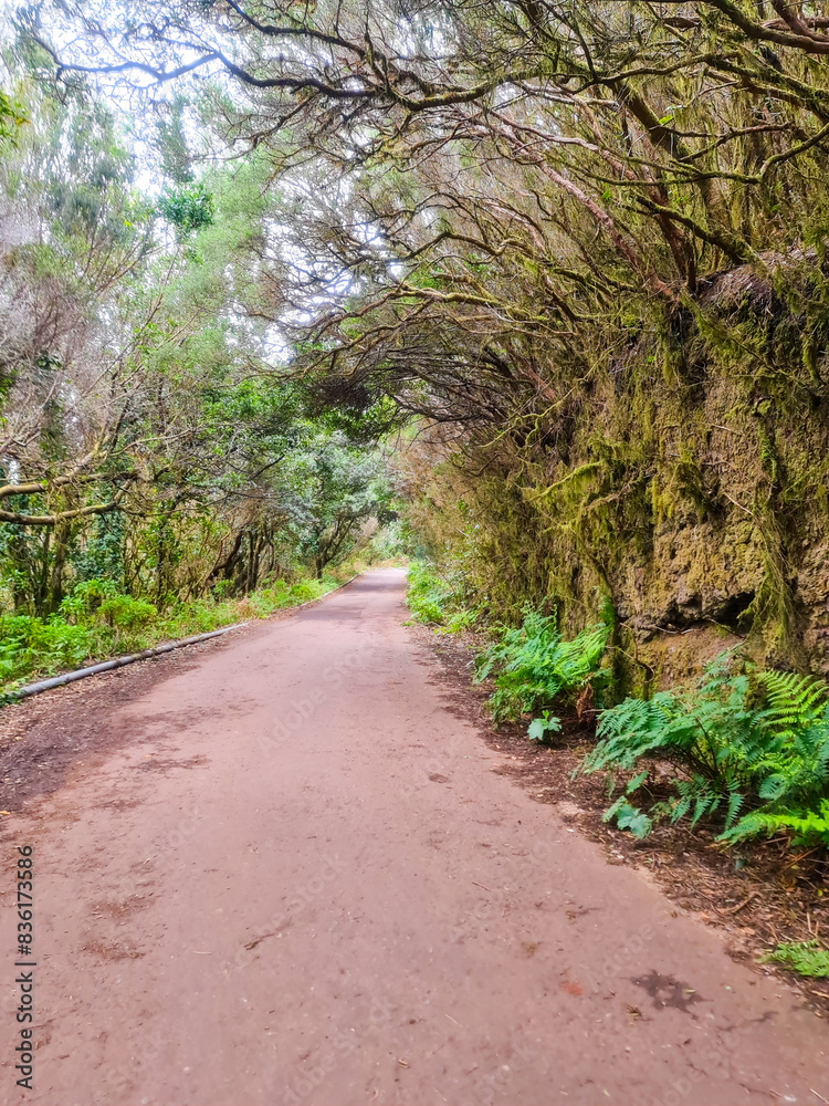 Fototapeta premium A path with trees on the side of a dirt road