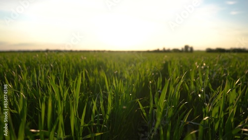 Agriculture. green wheat sprouts field at sunset sway in the wind. agriculture business farm concept. wheat field farm wide lifestyle shot camera movement green young sprouts