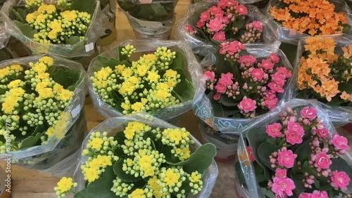 flowers in the garden
