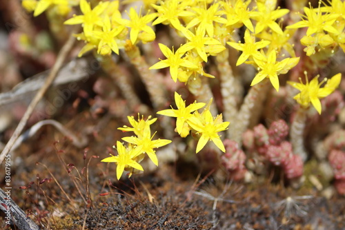 Sweden. Sedum acre, commonly known as the goldmoss stonecrop, mossy stonecrop, goldmoss sedum, biting stonecrop, and wallpepper, is a perennial flowering plant in the family Crassulaceae.   photo