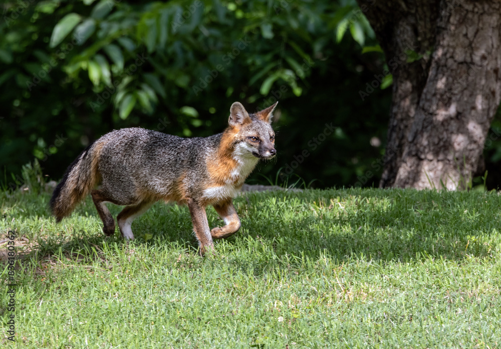 A male Gray Fox trots across a suburban back yard. A male Gray Fox trots across a suburban back yard.
