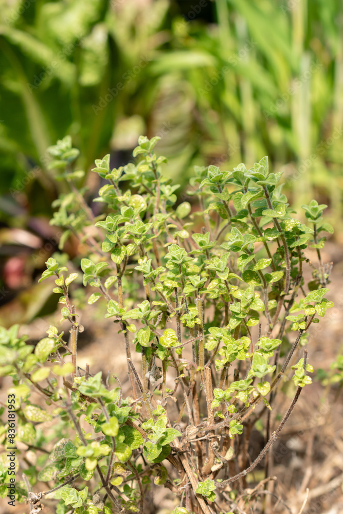 Majorana Syriaca or Origanum Syriacum plant in Zurich in Switzerland Majorana Syriaca or Origanum Syriacum plant in Zurich in Switzerland