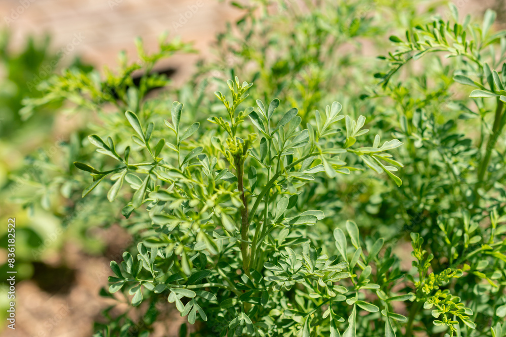 Common rue or Ruta Graveolens plant in Zurich in Switzerland Common rue or Ruta Graveolens plant in Zurich in Switzerland