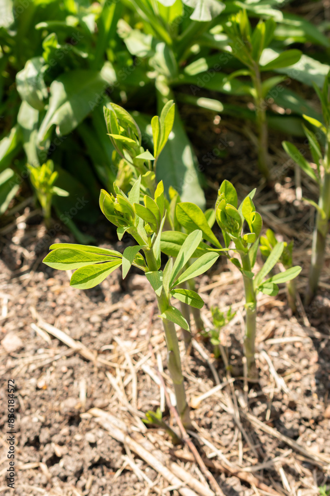 Baptisia Australis plant in Zurich in Switzerland Baptisia Australis plant in Zurich in Switzerland