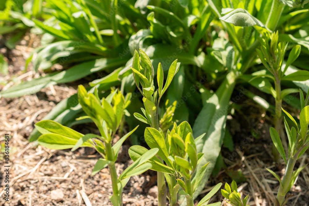 Baptisia Australis plant in Zurich in Switzerland Baptisia Australis plant in Zurich in Switzerland