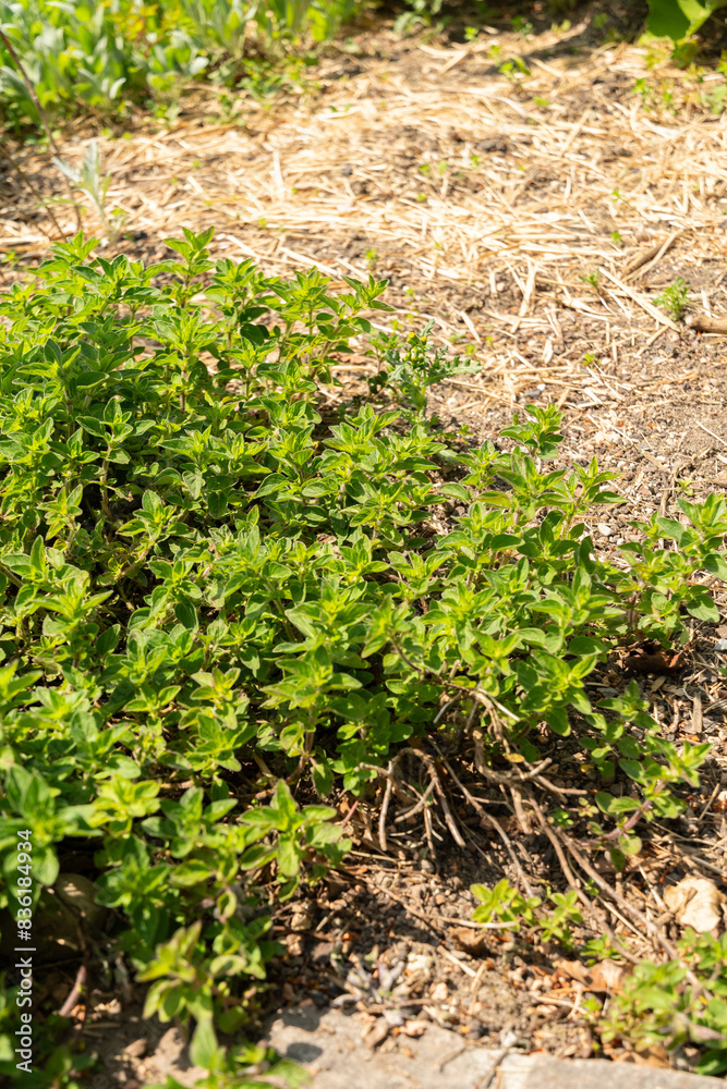 Oregano or Origanum Vulgaris plant in Zurich in Switzerland Oregano or Origanum Vulgaris plant in Zurich in Switzerland